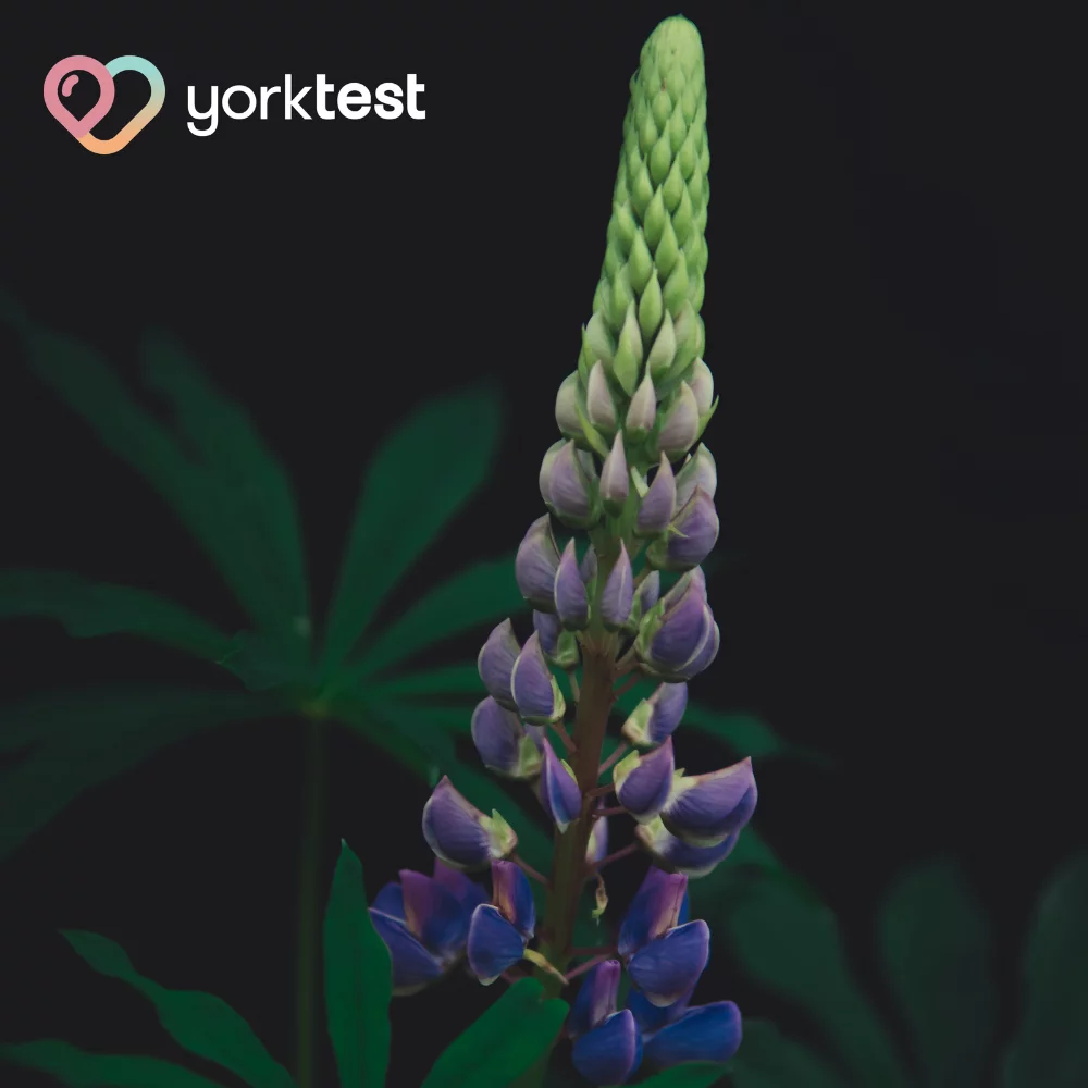 lupin allergy symptoms