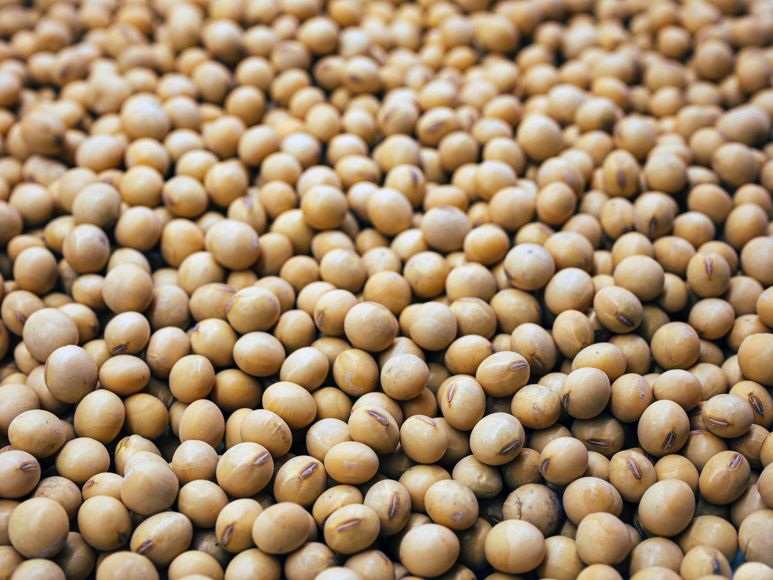 soy allergy information